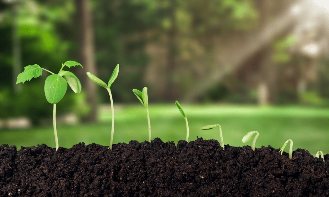 a close up of plants