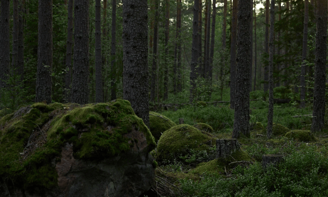 a forest with moss covered rocks and trees