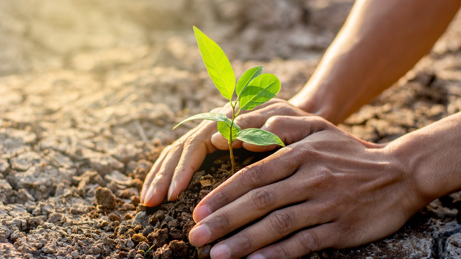 a person's hands planting a small plant