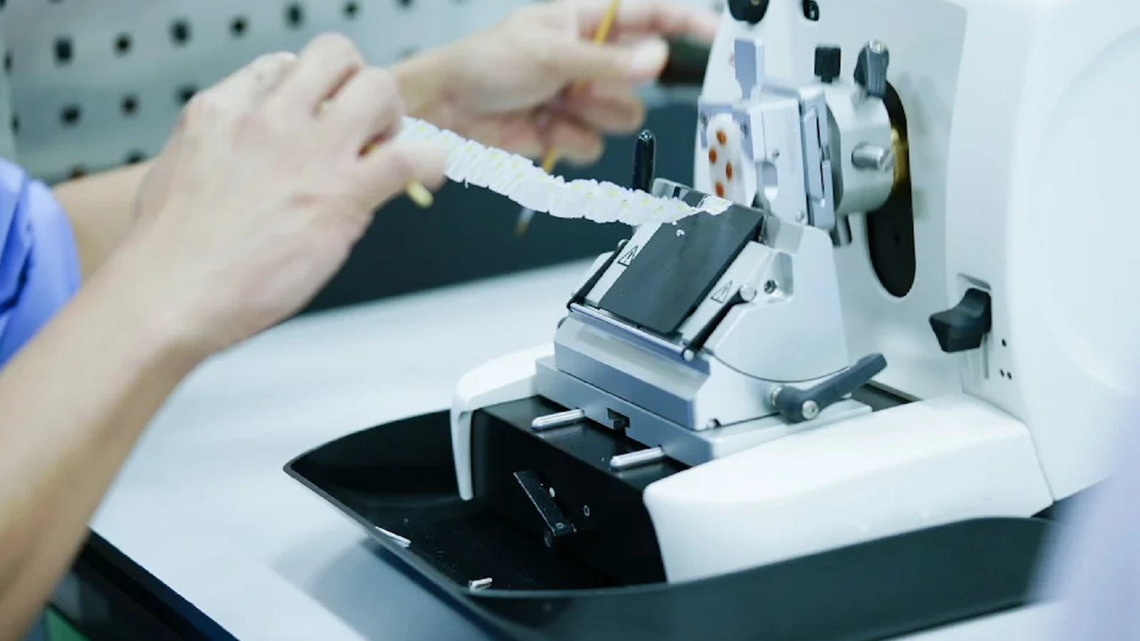 Successful microtome sectioning of tissue with the right blade — Alleima